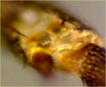 Ctenosciara hyalipennis